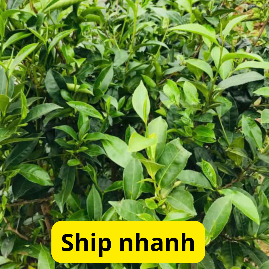 1 kg lá chè xanh tươi- Ship siêu nhanh | Shopee Việt Nam