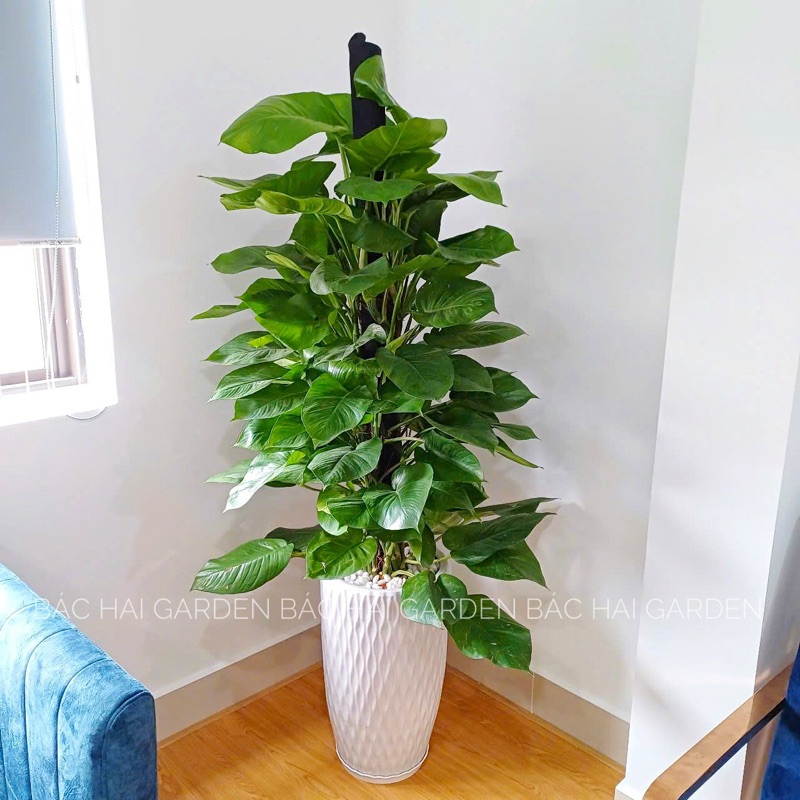 Chậu Cây Trầu bà cột để sàn lớn- Cây trang trí nội ngoại thất văn phòng, nhà ở - Ship hỏa tốc