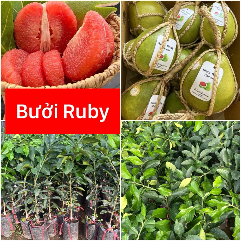 Bưởi ruby - Giá Tốt, Sale Tháng 07, Ship 0 Đồng | Shopee Việt Nam