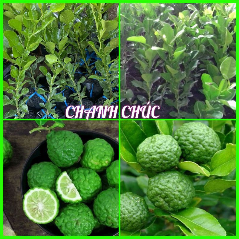 CÂY CHANH CHÚC | Shopee Việt Nam