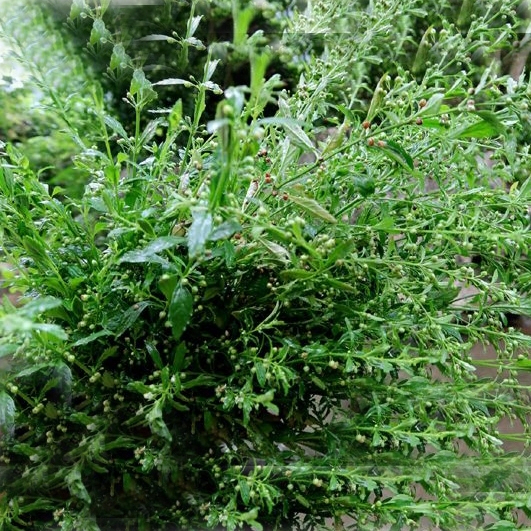 Cam thảo đất khô thượng hạng JINDO sạch xanh thơm không vụn thanh nhiệt giảm ho, tốt cho dạ dày 1kg