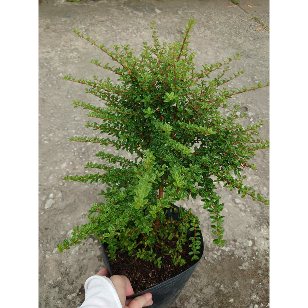 Cây hàm hương (size lớn cao 30-40cm) chậu cây cảnh tỏa hương thơm như cây hương thảo