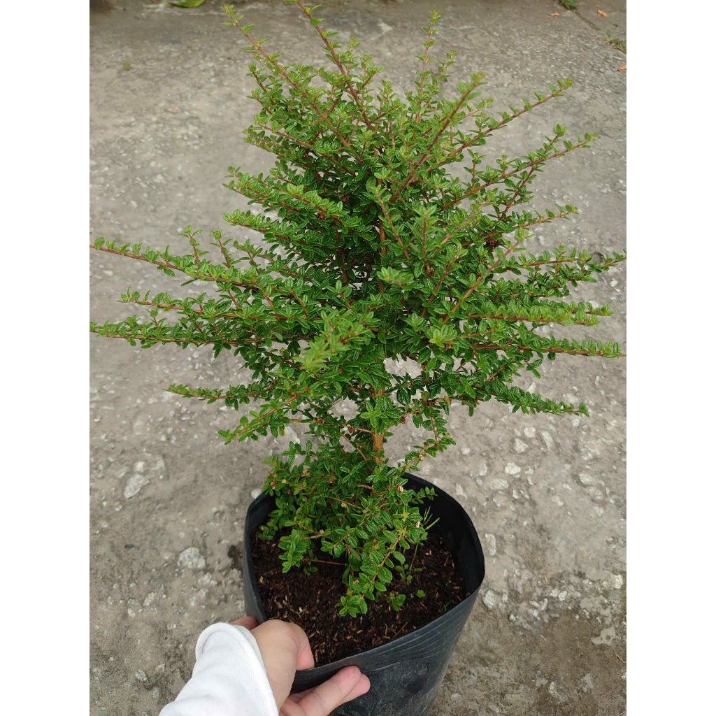 Cây hàm hương (size lớn cao 30-40cm) chậu cây cảnh tỏa hương thơm như cây hương thảo