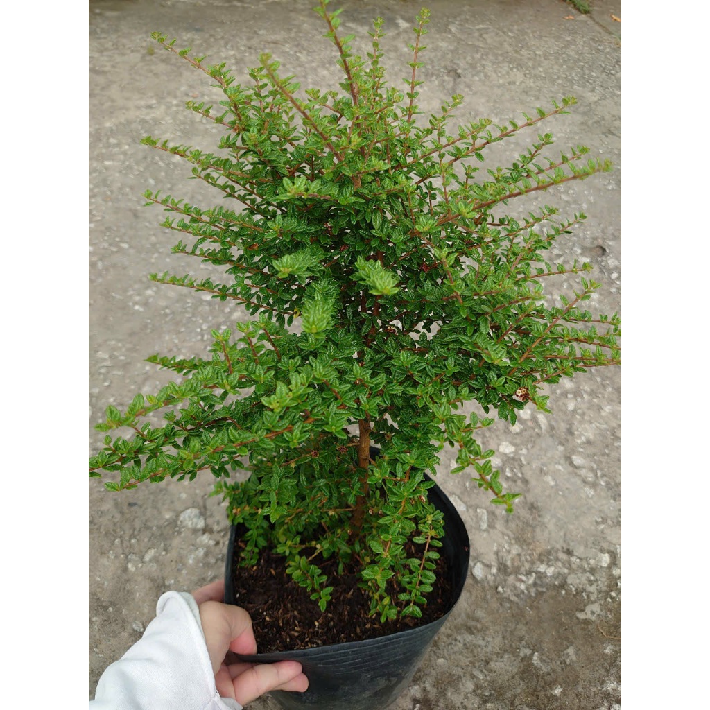 Cây hàm hương (size lớn cao 30-40cm) chậu cây cảnh tỏa hương thơm như cây hương thảo