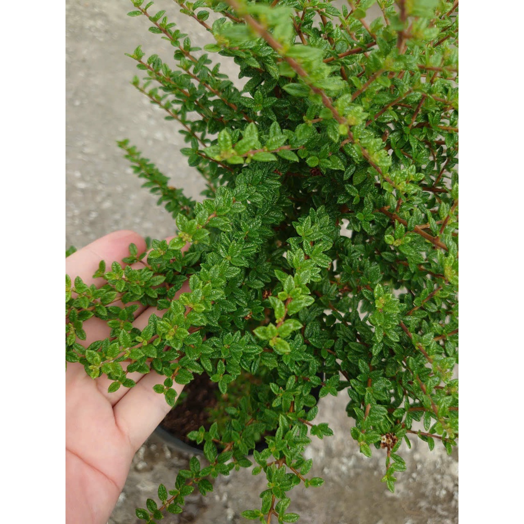 Cây hàm hương (size lớn cao 30-40cm) chậu cây cảnh tỏa hương thơm như cây hương thảo