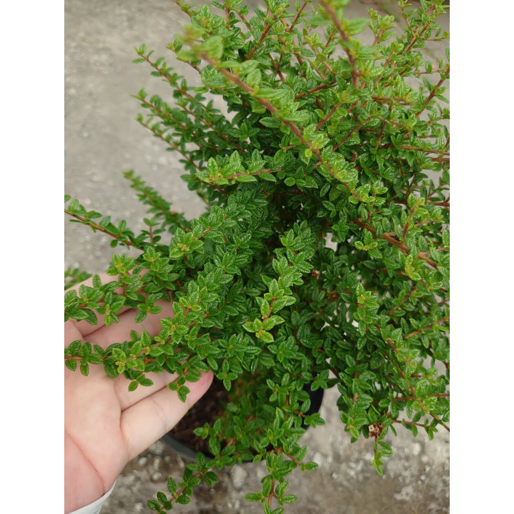 Cây hàm hương (size lớn cao 30-40cm) chậu cây cảnh tỏa hương thơm như cây hương thảo