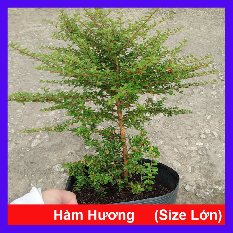 Cây hàm hương (size lớn cao 30-40cm) chậu cây cảnh tỏa hương thơm như cây hương thảo