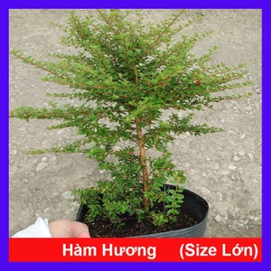 Cây hàm hương (size lớn cao 30-40cm) chậu cây cảnh tỏa hương thơm như cây hương thảo