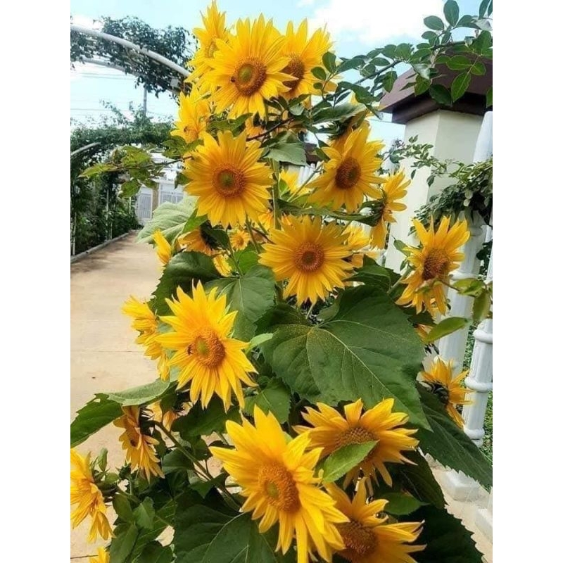 Deal k 💞 Hạt Giống Hoa Các Loại Trong Gói Zip, Tuyển Chọn Hoa Đẹp, Dễ Trồng
