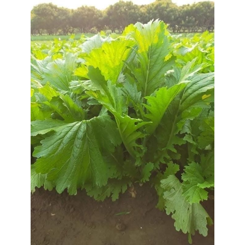 1000 Hạt Giống Cải Mèo Hà Giang Khổng Lồ Ăn Ngon Rất Dễ Trồng