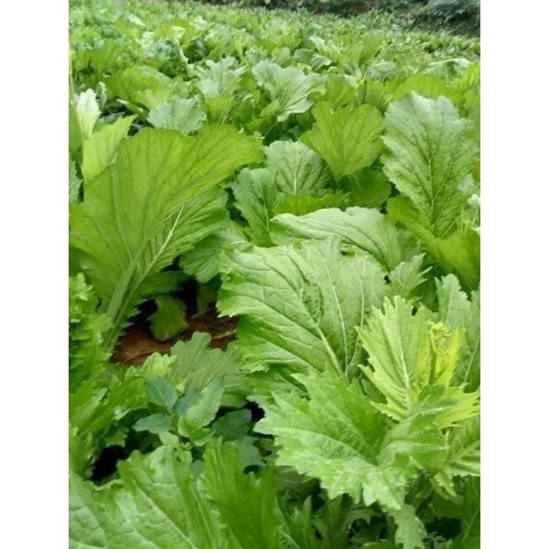 1000 Hạt Giống Cải Mèo Hà Giang Khổng Lồ Ăn Ngon Rất Dễ Trồng