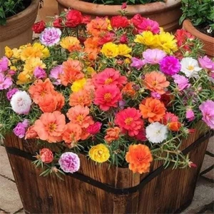 Deal 💞 Sale Lớn 🥰 200 Hạt Giống Hoa Mười Giờ Mỹ, Đẹp Xuất Sẵc