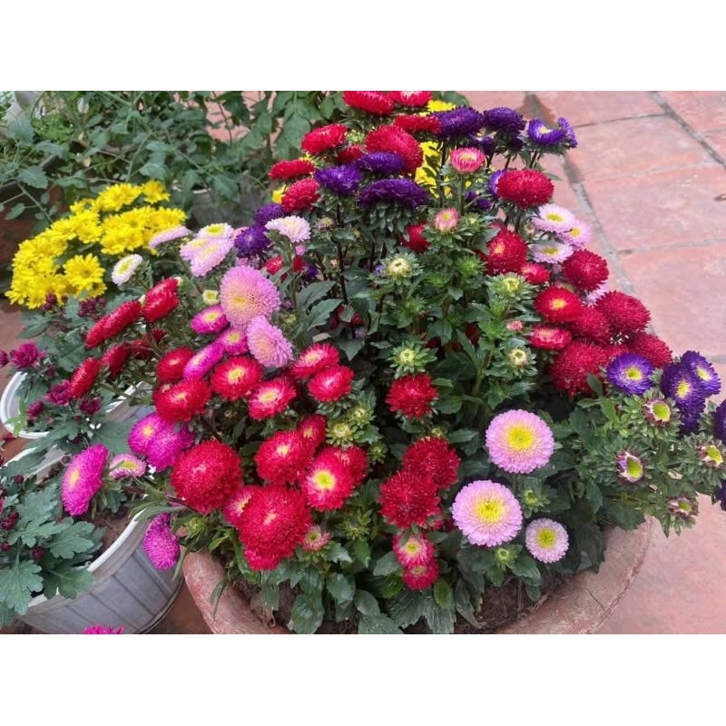 Deal k 💞 Hạt Giống Hoa Các Loại Trong Gói Zip, Tuyển Chọn Hoa Đẹp, Dễ Trồng