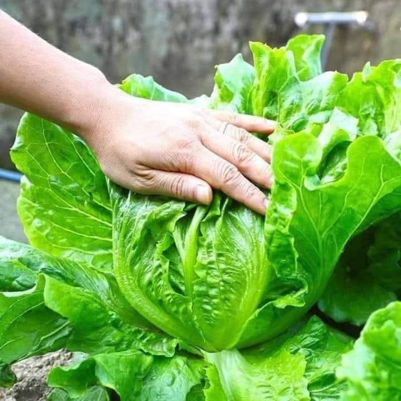 1000 Hạt Giống Xà Lách San Chu Chịu Nhiệt Ăn Dòn Ngọt Rất Dễ Trồng, Trồng Thử Cùng Nông Trại Xanh Việt Nam7
