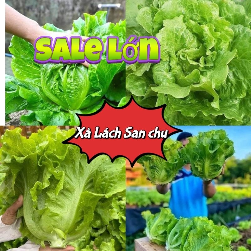 1000 Hạt Giống Xà Lách San Chu Chịu Nhiệt Ăn Dòn Ngọt Rất Dễ Trồng, Trồng Thử Cùng Nông Trại Xanh Việt Nam7