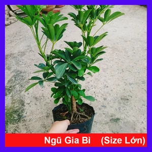 Cây Ngũ Gia Bì (Size lớn cao 50-80cm) chậu cây cảnh trong nhà có tác dụng đuổi muỗi sạch không khí