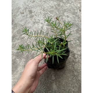 Combo 3 chậu Hoa Mười Giờ cánh kép