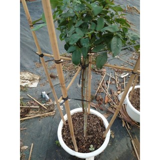 Chậu cây hoa hồng thân gỗ (cây 1 cốt dáng tree 3 năm tuổi cao 80-120cm) cây cảnh trang trí sân vườn