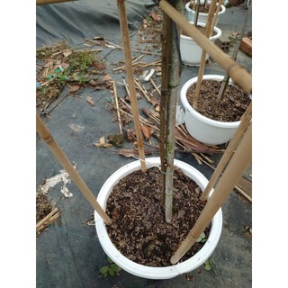 Chậu cây hoa hồng thân gỗ (cây 1 cốt dáng tree 3 năm tuổi cao 80-120cm) cây cảnh trang trí sân vườn