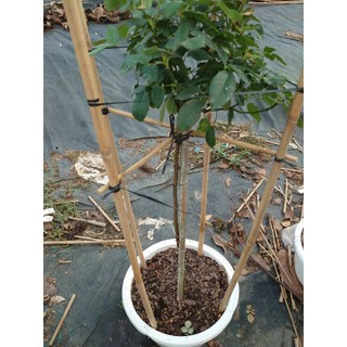 Chậu cây hoa hồng thân gỗ (cây 1 cốt dáng tree 3 năm tuổi cao 80-120cm) cây cảnh trang trí sân vườn