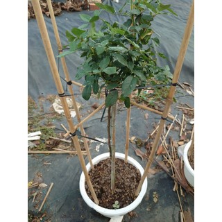 Chậu cây hoa hồng thân gỗ (cây 1 cốt dáng tree 3 năm tuổi cao 80-120cm) cây cảnh trang trí sân vườn