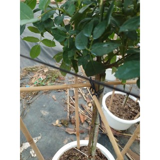 Chậu cây hoa hồng thân gỗ (cây 1 cốt dáng tree 3 năm tuổi cao 80-120cm) cây cảnh trang trí sân vườn