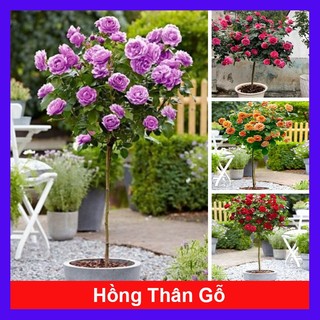 Chậu cây hoa hồng thân gỗ (cây 1 cốt dáng tree 3 năm tuổi cao 80-120cm) cây cảnh trang trí sân vườn