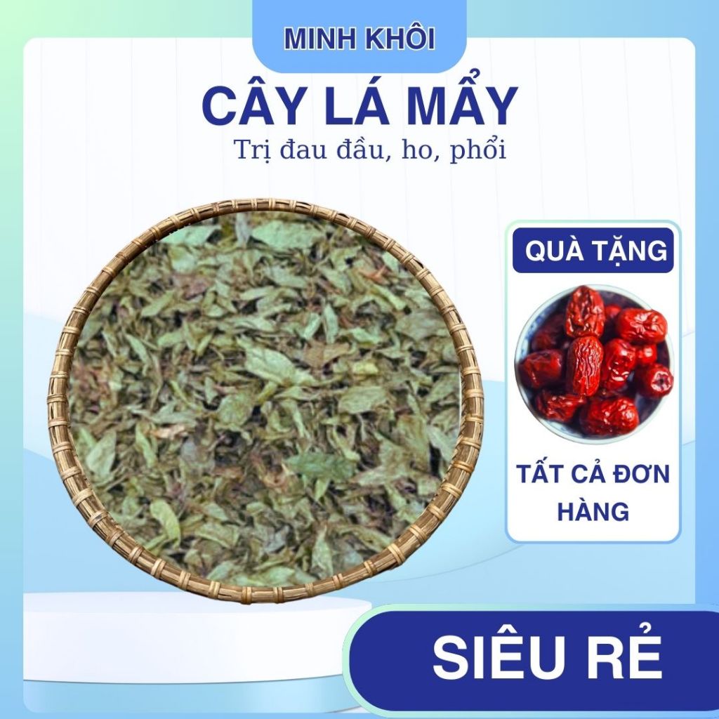1Kg Cây Lá Mẩy, (Cây Bọ Mẩy, cây rau đắng, cây rau đốm, cây bọ nẹt, cây ...