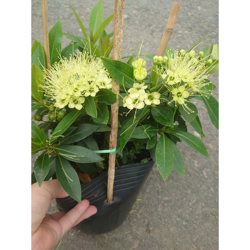 Cây Mai Thái Xanh (Xanh bơ) - chậu cây size lớn đang hoa hoặc nụ