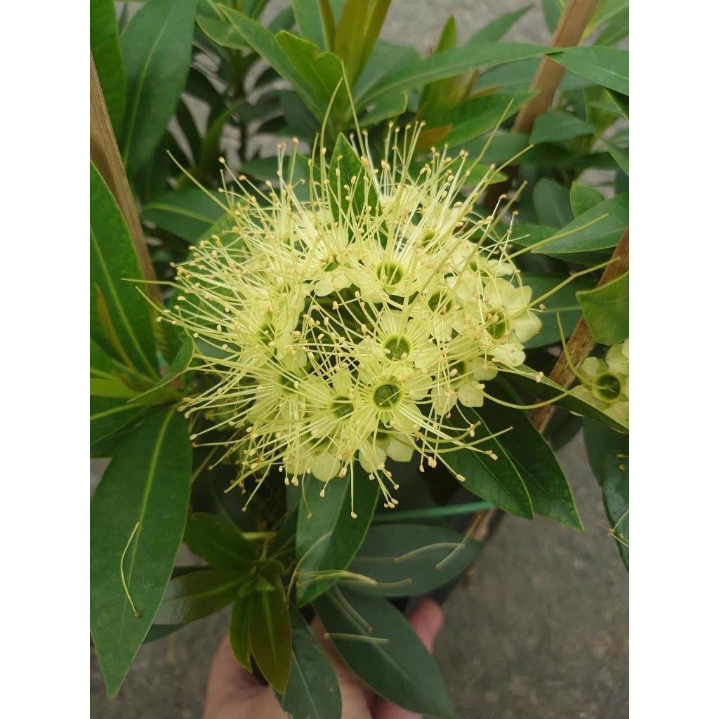 Cây Mai Thái Xanh (Xanh bơ) - chậu cây size lớn đang hoa hoặc nụ
