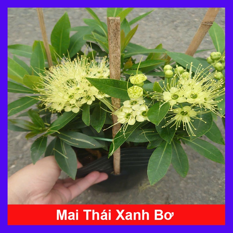 Cây Mai Thái Xanh (Xanh bơ) - chậu cây size lớn đang hoa hoặc nụ