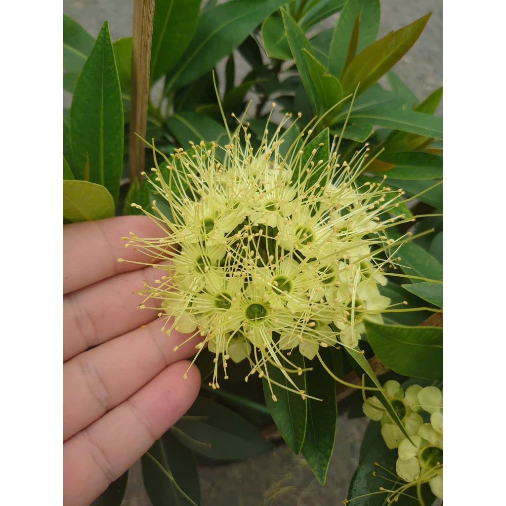 Cây Mai Thái Xanh (Xanh bơ) - chậu cây size lớn đang hoa hoặc nụ