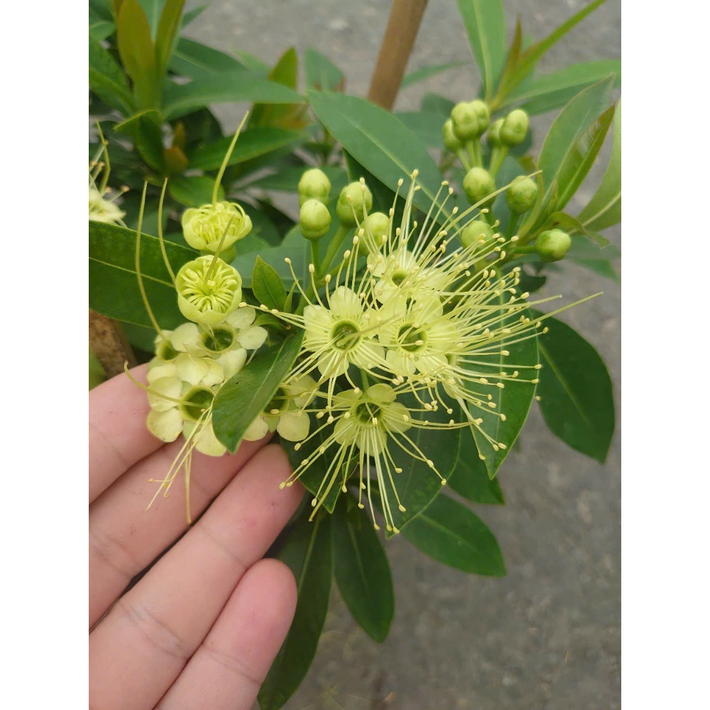 Cây Mai Thái Xanh (Xanh bơ) - chậu cây size lớn đang hoa hoặc nụ