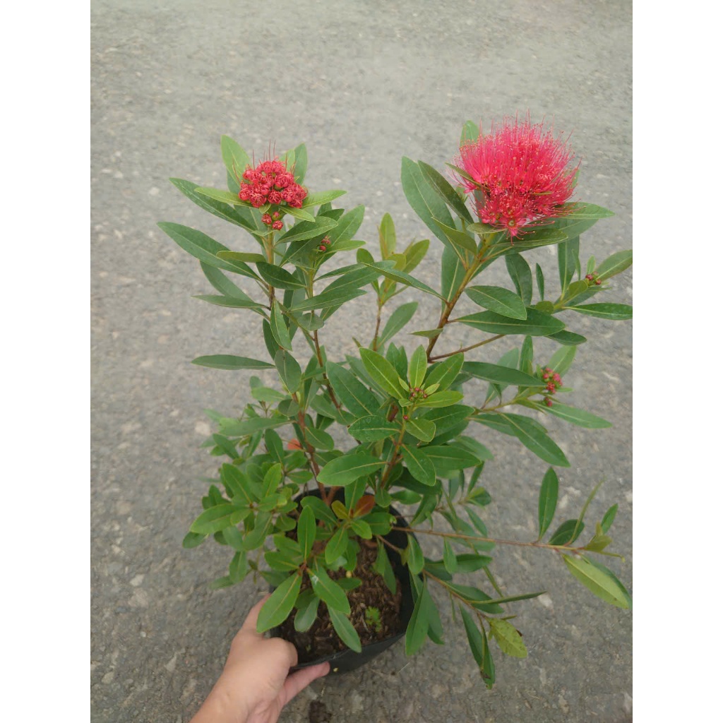 Cây Mai Thái Đỏ - chậu cây size lớn đang hoa hoặc nụ - cây trồng sân vườn màu sắc nổi bật