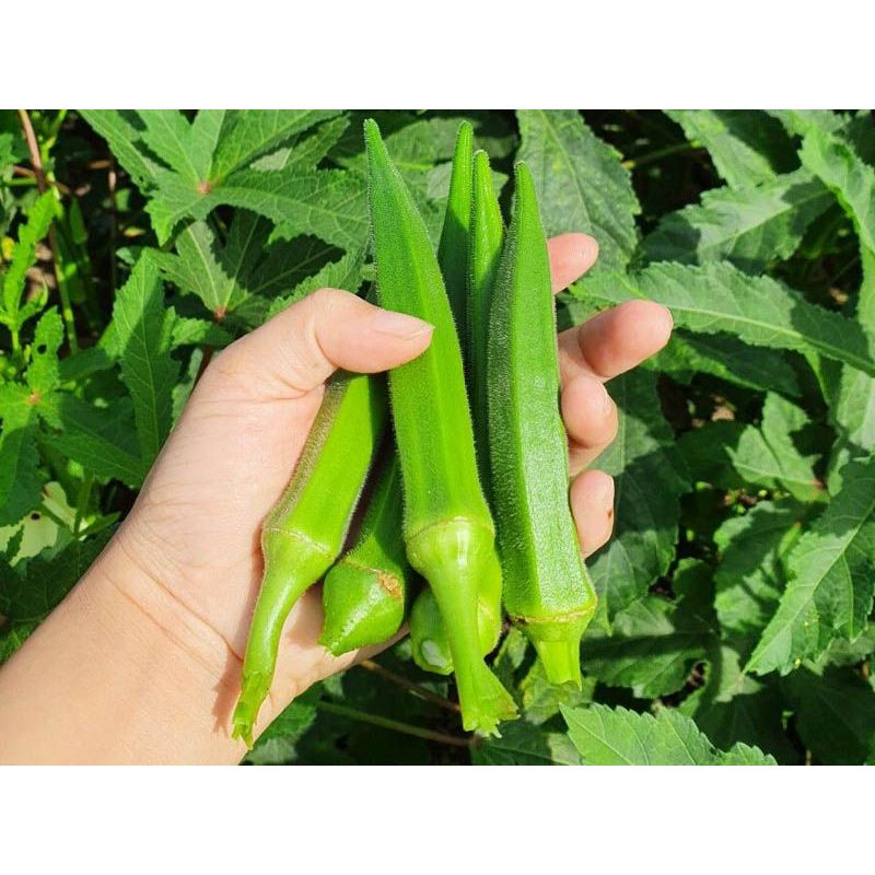 Hạt giống Đậu Bắp Xanh Lai F1 (5g~100 hạt) thân lùn trái sai, trồng quanh năm - Hạt giống CANH NÔNG