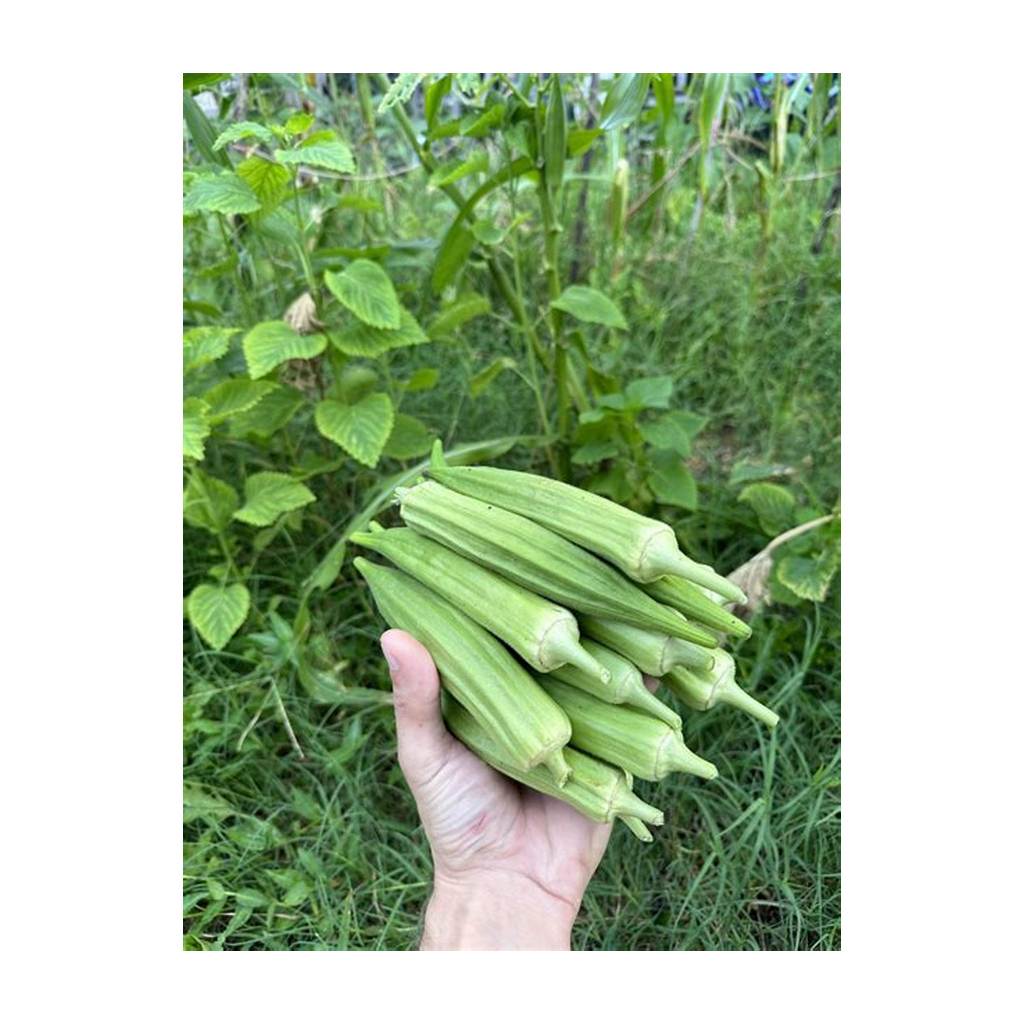 Hạt giống Đậu Bắp Xanh Lai F1 (5g~100 hạt) thân lùn trái sai, trồng quanh năm - Hạt giống CANH NÔNG