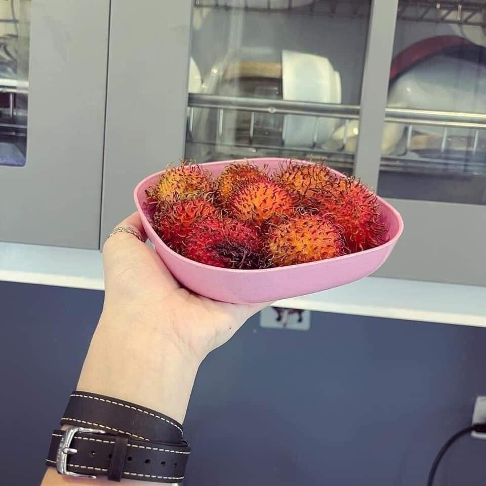 SET 8 ĐĨA LÚA MẠCH NHỰA NHIỀU MÀU TIỆN LỢI
