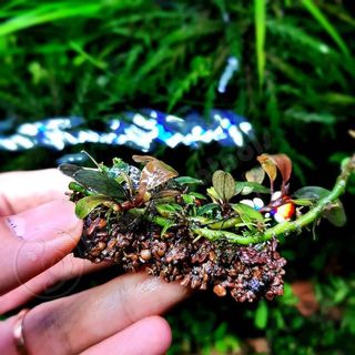 Napad Thủy Mộc - Giá Thể Trồng Cây Thủy Sinh Rêu, Ráy, Bucep, Trầu, Liễu Răng Cưa...