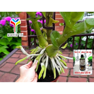 Naa kích thích sinh trưởng cây trồng, Kích rễ cây, bung đọt, phục hồi cây suy yếu Nguyễn Trí 100ml