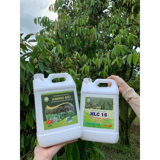 Bộ đôi Can 5L PHÂN BÓN HLC 16 và AMINO bật chồi vọt đọt mập cơi xanh dày lá