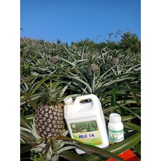 Bộ đôi Can 5L PHÂN BÓN HLC 16 và AMINO bật chồi vọt đọt mập cơi xanh dày lá