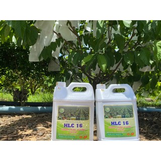 Bộ đôi Can 5L PHÂN BÓN HLC 16 và AMINO bật chồi vọt đọt mập cơi xanh dày lá