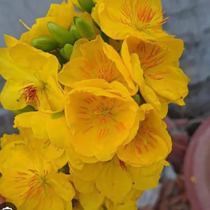 Mai ghép giảo như ý ( cây giống ghép) bông 10-12 cánh bông chùm