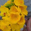 Mai ghép giảo như ý ( cây giống ghép) bông 10-12 cánh bông chùm
