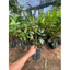 Ổi Nữ hoàng ( cây giống ổi nữ hoàng cao 30-40cm )