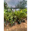 Ổi Nữ hoàng ( cây giống ổi nữ hoàng cao 30-40cm )