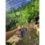 Sơri thái cây chiếc nhánh ( cây giống sơri cây chiết nhánh cao 30-40cm )