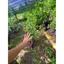 Sơri thái cây chiếc nhánh ( cây giống sơri cây chiết nhánh cao 30-40cm )