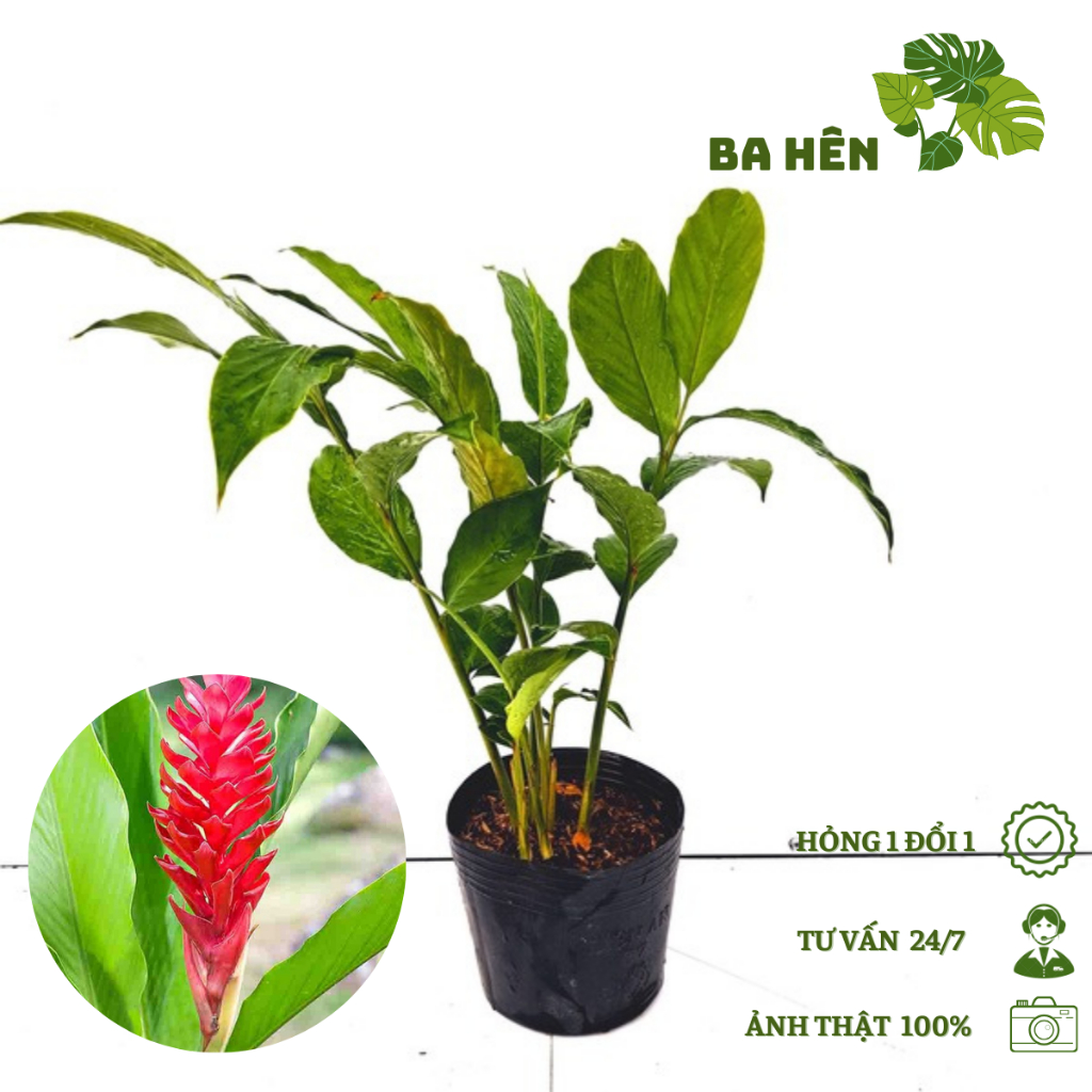 Cây Hoa Hạnh Phúc - Cây Riềng Đỏ - Cây Gừng Cảnh -Trang Trí Vườn ...