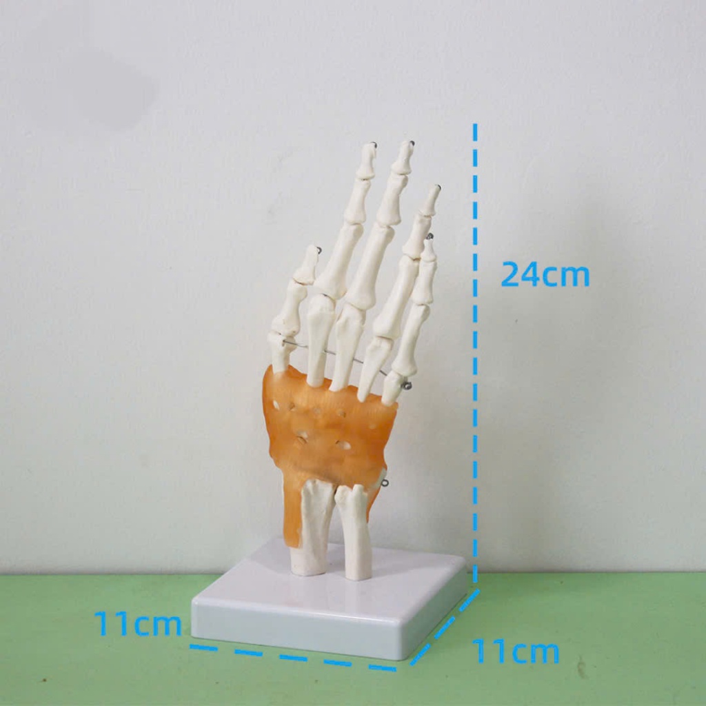 Product image Mô hình bàn tay, mô hình cấu tạo khớp cổ tay chất liệu PVC cao cấp 1